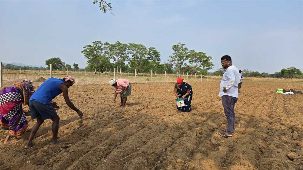 किसानों ने अपनाया लाभकारी फसलों का विकल्प हो रहा है, किसानों की आमदनी में इजाफा किसानों ने अपनाया लाभकारी फसलों का विकल्प हो रहा है, किसानों की आमदनी में इजाफा