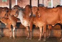 गोसंरक्षण से ग्रामीण समृद्धि: उत्तर प्रदेश का बहुआयामी विकास मॉडल दिनेश सिंह