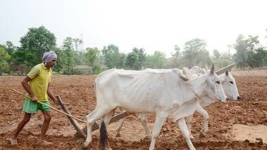मुख्यमंत्री विष्णु देव साय के निर्देश: किसानों को उनकी मांग के अनुरूप सुगमता से मिले खाद-बीज मुख्यमंत्री विष्णु देव साय के निर्देश: किसानों को उनकी मांग के अनुरूप सुगमता से मिले खाद-बीज