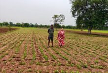 किसानों ने अपनाया लाभकारी फसलों का विकल्प, हो रहा है किसानों की आमदनी में इजाफा