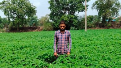 प्राकृतिक खेती को बढ़ावा देने की पहल ला रही बदलाव, हरी खाद अपनाकर आत्मनिर्भर खेती की राह पर बढ़ रहे किसान