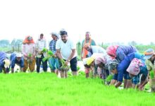 कृषि कार्यों में शामिल हुए शिक्षा मंत्री गजेन्द्र यादव