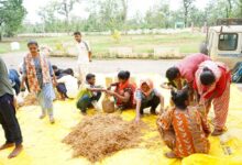 सुकमा में मशरूम उत्पादन का प्रशिक्षण बना आत्मनिर्भरता की नई राह