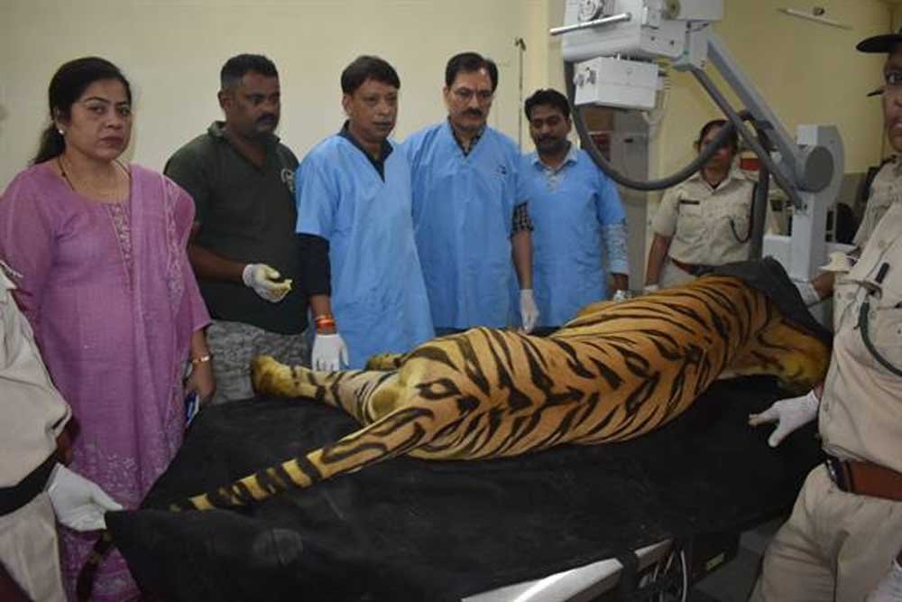 खिवनी अभयारण्य से लाए गए घायल बाघ “युवराज” का वन विहार में हो रहा उपचार खिवनी अभयारण्य से लाए गए घायल बाघ “युवराज” का वन विहार में हो रहा उपचार