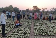 साय सरकार के सुशासन में तेन्दूपत्ता संग्राहकों को मिली आर्थिक मजबूती, 10,160 हितग्राहियों के खातों में पहुँची 1.39 करोड़ रुपये से अधिक की बोनस राशि