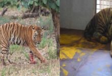 युवराज बाघ का खिवनी अभ्यारण से वन विहार तक का सफर