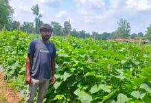 उद्यानिकी विभाग की योजना से बदली कमार कृषक की तकदीर