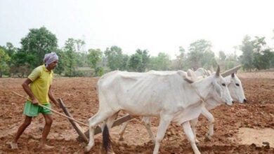 प्रदेश में मानसून के दस्तक के साथ ही खेती-किसानी में तेजी