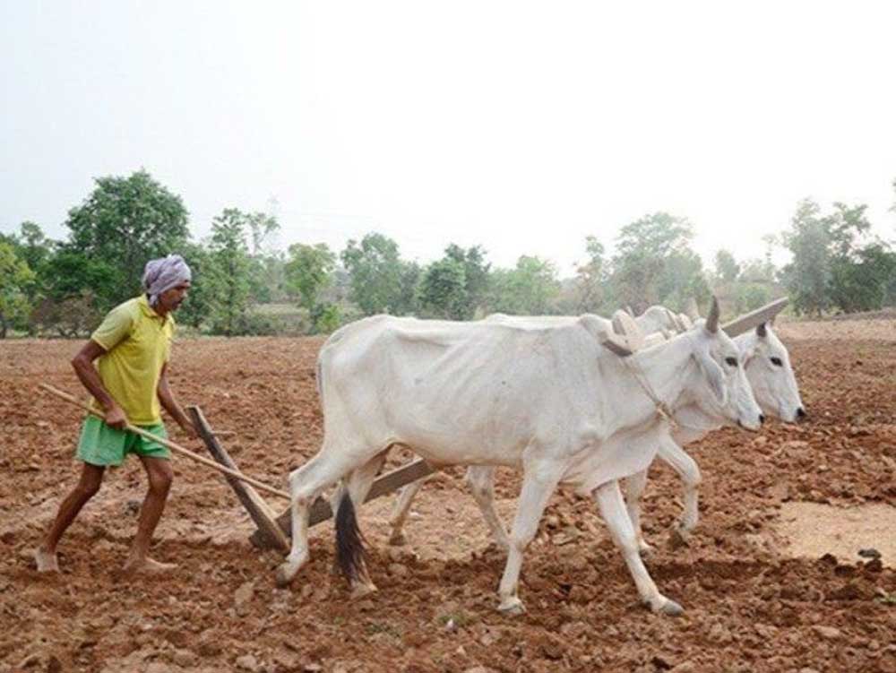 मुख्यमंत्री डॉ. यादव 10.54 लाख किसानों के खातों में 1460.25 करोड़ की राशि करेंगे अंतरित मुख्यमंत्री डॉ. यादव 10.54 लाख किसानों के खातों में 1460.25 करोड़ की राशि करेंगे अंतरित