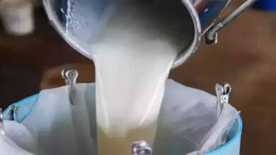 योगी सरकार की योजना से बदली किस्मत, डेयरी से सालाना हो रही 20 लाख की कमाई