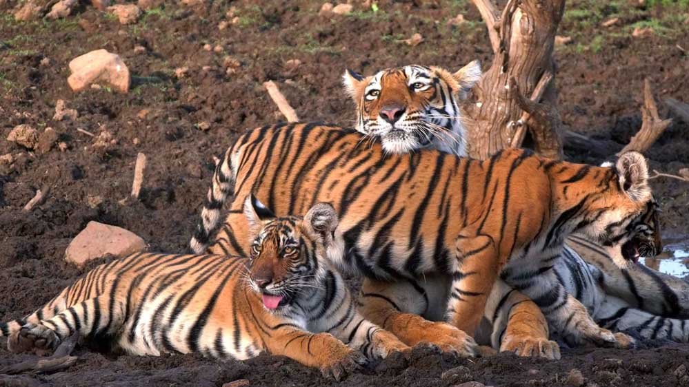 इंदौर जू बना बाघों की ब्रीडिंग का सबसे सुरक्षित ठिकाना, 10 साल में जन्मे 25 से ज्यादा शावक