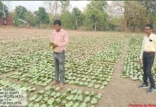 तेन्दूपत्ता संग्रहण की नई पहल से अबुझमाड़ के 22 गांवों को मिला लाभ