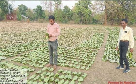 तेन्दूपत्ता संग्रहण की नई पहल से अबुझमाड़ के 22 गांवों को मिला लाभ तेन्दूपत्ता संग्रहण की नई पहल से अबुझमाड़ के 22 गांवों को मिला लाभ