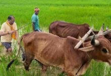 अपनी माटी और खेती-किसानी से मुख्यमंत्री विष्णु देव साय का आत्मीय जुड़ाव