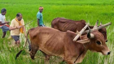अपनी माटी और खेती-किसानी से मुख्यमंत्री विष्णु देव साय का आत्मीय जुड़ाव अपनी माटी और खेती-किसानी से मुख्यमंत्री विष्णु देव साय का आत्मीय जुड़ाव