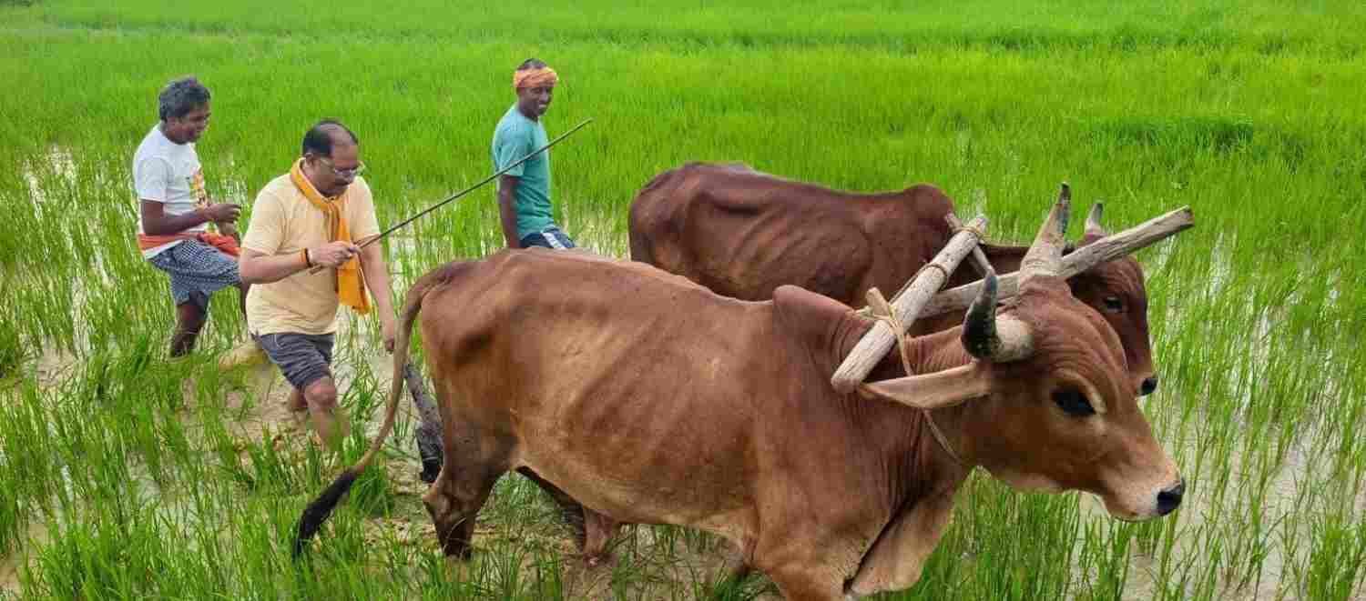 अपनी माटी और खेती-किसानी से मुख्यमंत्री विष्णु देव साय का आत्मीय जुड़ाव अपनी माटी और खेती-किसानी से मुख्यमंत्री विष्णु देव साय का आत्मीय जुड़ाव