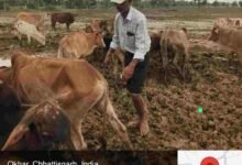 ओखर गौधाम में पशुओं की मौत का मामला,जांच रिपोर्ट कलेक्टर को सौंपी गई, 3 दिनों में 6 पशुओं की मृत्यु की पुष्टि