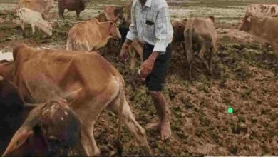 ओखर गौधाम में पशुओं की मौत का मामला,जांच रिपोर्ट कलेक्टर को सौंपी गई, 3 दिनों में 6 पशुओं की मृत्यु की पुष्टि ओखर गौधाम में पशुओं की मौत का मामला,जांच रिपोर्ट कलेक्टर को सौंपी गई, 3 दिनों में 6 पशुओं की मृत्यु की पुष्टि