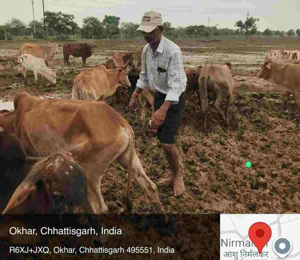 ओखर गौधाम में पशुओं की मौत का मामला,जांच रिपोर्ट कलेक्टर को सौंपी गई, 3 दिनों में 6 पशुओं की मृत्यु की पुष्टि ओखर गौधाम में पशुओं की मौत का मामला,जांच रिपोर्ट कलेक्टर को सौंपी गई, 3 दिनों में 6 पशुओं की मृत्यु की पुष्टि