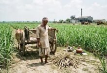 बिहार में चीनी उत्पादन घटा, बेहतर रिकवरी रेट के बावजूद चुनौती बरकरार