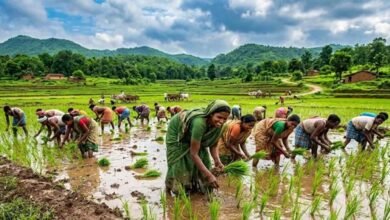 झारखंड में बारिश ने बदली तस्वीर, धान की रोपाई 83.43% पहुंची; एक सप्ताह में 8% की बढ़ोतरी झारखंड में बारिश ने बदली तस्वीर, धान की रोपाई 83.43% पहुंची; एक सप्ताह में 8% की बढ़ोतरी