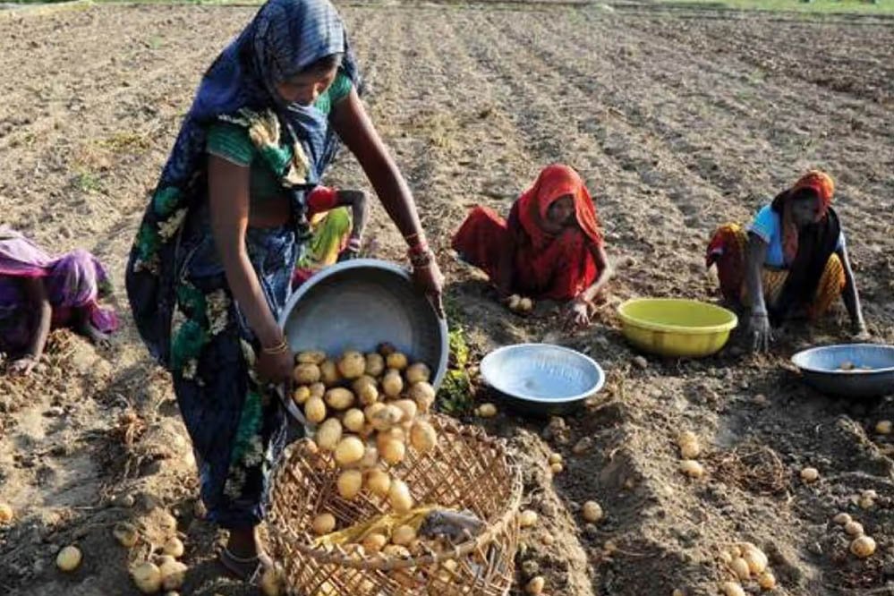 आलू किसानों के हितों के लिए प्रतिबद्ध है योगी सरकार आलू किसानों के हितों के लिए प्रतिबद्ध है योगी सरकार