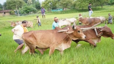 अपनी माटी और खेती-किसानी से मुख्यमंत्री विष्णु देव साय का आत्मीय जुड़ाव अपनी माटी और खेती-किसानी से मुख्यमंत्री विष्णु देव साय का आत्मीय जुड़ाव