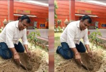 प्रदेश उपाध्यक्ष महेश सिनकर ने आम के वृक्ष मंदिर परिसर में लगाए