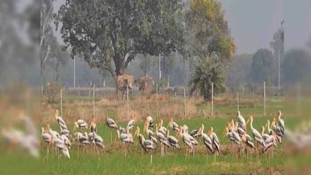 योगी सरकार का बड़ा फैसला, मैनपुरी में विकसित होगा मयंक ऋषि पक्षी विहार योगी सरकार का बड़ा फैसला, मैनपुरी में विकसित होगा मयंक ऋषि पक्षी विहार