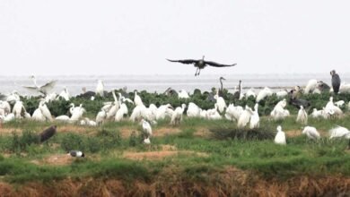 विदिशा का कागपुर तालाब बना पक्षी कंजर्वेशन रिजर्व, बगुला-रामचिरैया समेत कई पक्षियों को मिलेगा संरक्षण