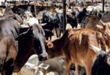 झारखंड में गोशाला निर्माण पर CAG की आपत्ति, 15.96 करोड़ से बनीं 2540 अतिरिक्त गोशालाएं