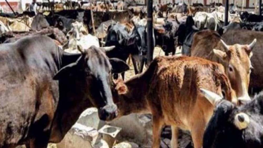 झारखंड में गोशाला निर्माण पर CAG की आपत्ति, 15.96 करोड़ से बनीं 2540 अतिरिक्त गोशालाएं झारखंड में गोशाला निर्माण पर CAG की आपत्ति, 15.96 करोड़ से बनीं 2540 अतिरिक्त गोशालाएं