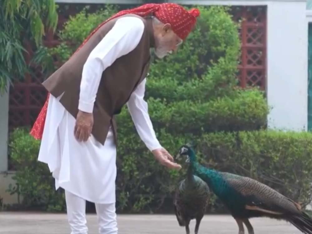 PM मोदी ने शेयर किया खास वीडियो, गायों को चारा और मोरों को खिलाया दाना PM मोदी ने शेयर किया खास वीडियो, गायों को चारा और मोरों को खिलाया दाना