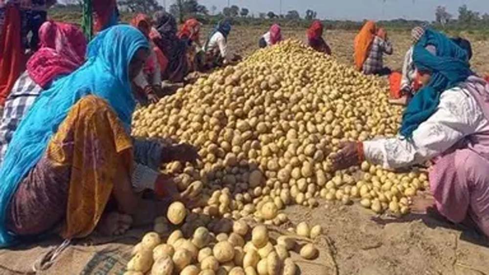 आलू किसानों के लिए योगी सरकार का बड़ा फैसला, 1000 करोड़ के भाव स्थिरता कोष समेत 3 योजनाएं लागू आलू किसानों के लिए योगी सरकार का बड़ा फैसला, 1000 करोड़ के भाव स्थिरता कोष समेत 3 योजनाएं लागू