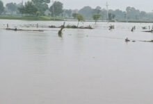 MP Weather Alert: मध्य प्रदेश के 52 जिलों में बारिश की चेतावनी, पन्ना-सतना-रीवा में भारी बारिश और उफान पर नदियां