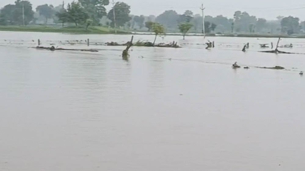 MP Weather Alert: मध्य प्रदेश के 52 जिलों में बारिश की चेतावनी, पन्ना-सतना-रीवा में भारी बारिश और उफान पर नदियां MP Weather Alert: मध्य प्रदेश के 52 जिलों में बारिश की चेतावनी, पन्ना-सतना-रीवा में भारी बारिश और उफान पर नदियां