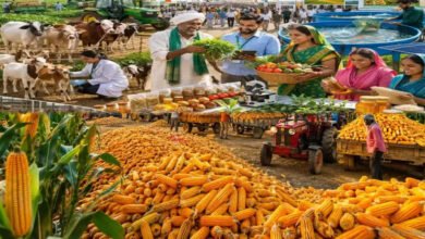 MP Krishi Mandi Categorization: 6 करोड़ कमाई और 2.5 लाख टन आवक पर मिलेगी ‘क’ श्रेणी, जानें मध्य प्रदेश सरकार का नया फॉर्मूला MP Krishi Mandi Categorization: 6 करोड़ कमाई और 2.5 लाख टन आवक पर मिलेगी ‘क’ श्रेणी, जानें मध्य प्रदेश सरकार का नया फॉर्मूला