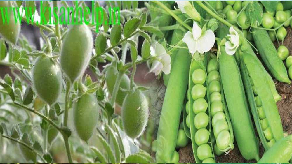 समस्तीपुर के किसानों को चना और मटर के बीज पर मिलेगा 6 हजार रुपये प्रति क्विंटल तक अनुदान समस्तीपुर के किसानों को चना और मटर के बीज पर मिलेगा 6 हजार रुपये प्रति क्विंटल तक अनुदान