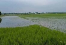 इंद्रावती नदी की बाढ़ का कहर, बस्तर में सैकड़ों एकड़ धान की फसल जलमग्न