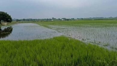 इंद्रावती नदी की बाढ़ का कहर, बस्तर में सैकड़ों एकड़ धान की फसल जलमग्न