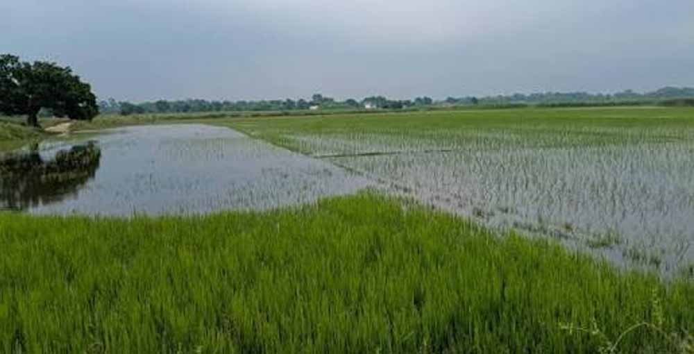 इंद्रावती नदी की बाढ़ का कहर, बस्तर में सैकड़ों एकड़ धान की फसल जलमग्न