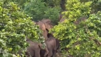 जशपुर की कैलाश गुफा में उमड़ेगा आस्था का सैलाब, हजारों कांवड़िए करेंगे दर्शन; 16 हाथियों ने डाला डेरा
