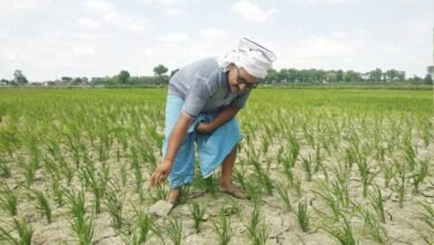 CG में बारिश थमते ही बढ़ी किसानों की चिंता, धान के खेतों में पड़ने लगीं दरारें