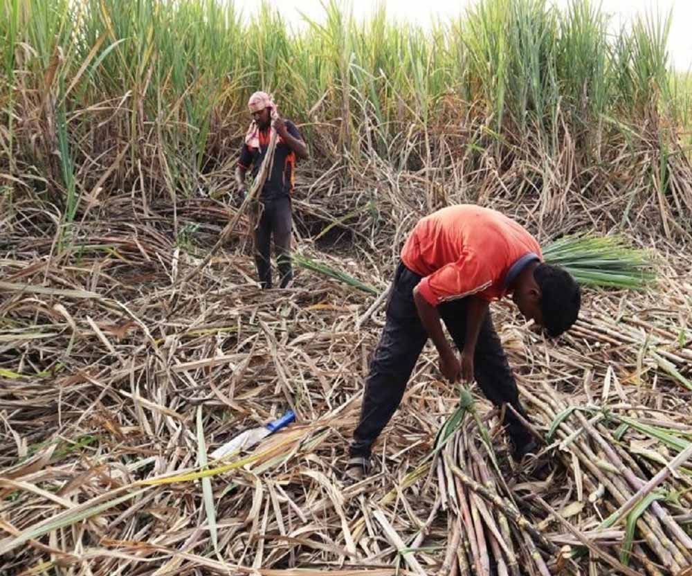 हरियाणा में घट रहा गन्ने का रकबा, बढ़ती लागत और मजदूरों की कमी बनी बड़ी वजह हरियाणा में घट रहा गन्ने का रकबा, बढ़ती लागत और मजदूरों की कमी बनी बड़ी वजह
