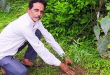 शहडोल संभागीय अध्यक्ष प्रकाश सोनी ने लगाए नीम के पौधे