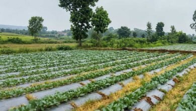 सूक्ष्म सिंचाई योजना से खेती बनी अधिक लाभकारी, ड्रिप सिंचाई अपनाकर किसान ने बढ़ाया सब्जी उत्पादन सूक्ष्म सिंचाई योजना से खेती बनी अधिक लाभकारी, ड्रिप सिंचाई अपनाकर किसान ने बढ़ाया सब्जी उत्पादन