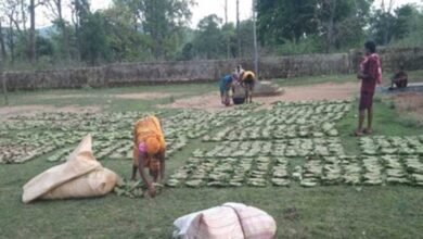 तेन्दूपत्ता संग्रहण की नई पहल से अबुझमाड़ के 22 गांवों को मिला लाभ