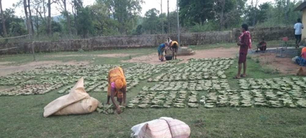 तेन्दूपत्ता संग्रहण की नई पहल से अबुझमाड़ के 22 गांवों को मिला लाभ
