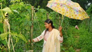 ड्रिप विधि से सब्जी की खेती ने बनाया ‘लखपति दीदी’, सालाना डेढ़ लाख की कमाई ड्रिप विधि से सब्जी की खेती ने बनाया ‘लखपति दीदी’, सालाना डेढ़ लाख की कमाई