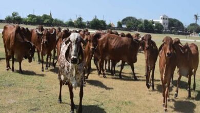 निराश्रित गौवंश संरक्षण के लिए राज्य सरकार की बड़ी पहल, गौधाम योजना का बढ़ रहा दायरा